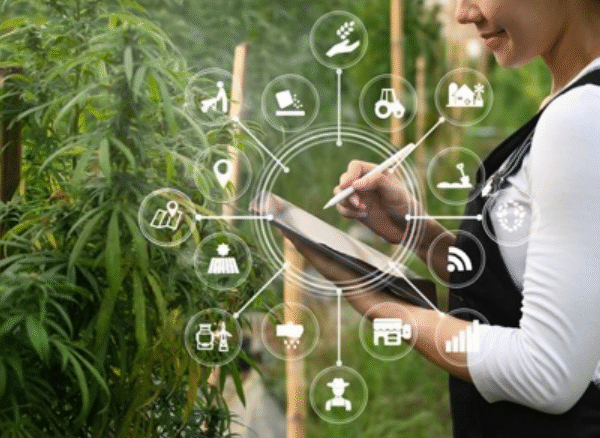 The Green Path to Wellness Dispensary Cannabis Insights